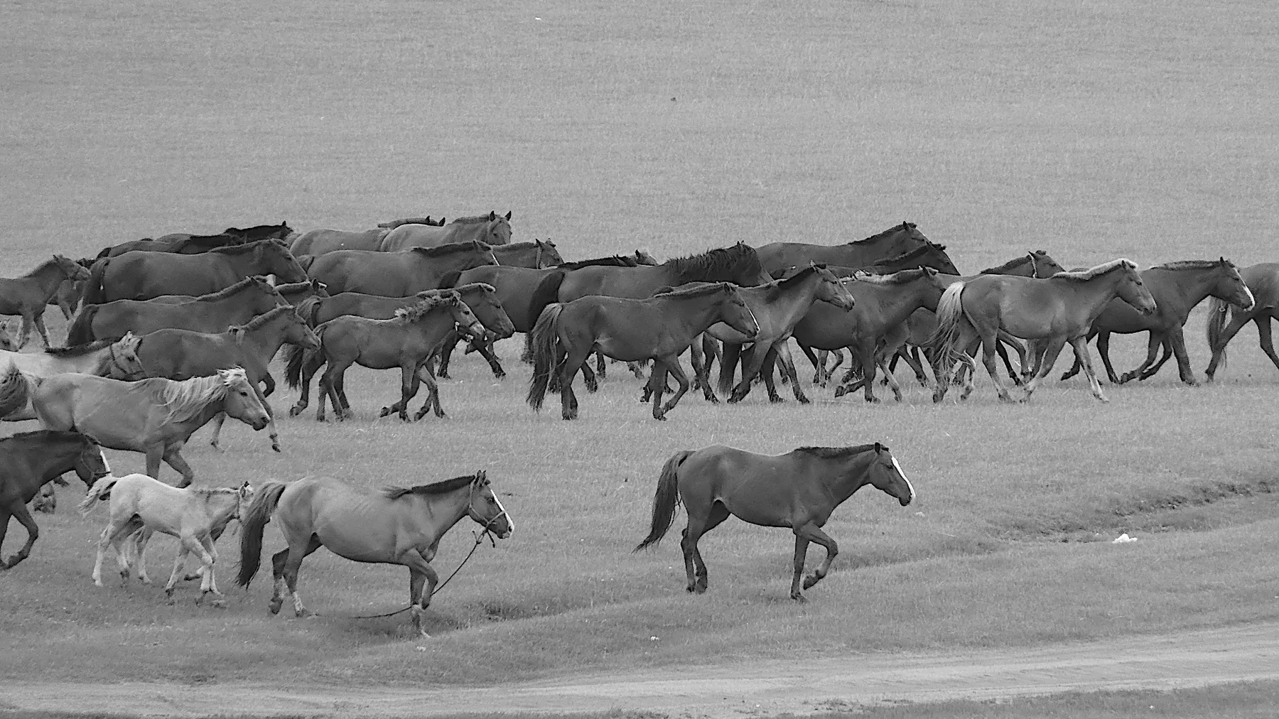 Horses running freely across the steppe.